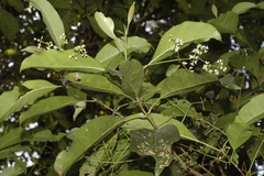 Chionanthus ramiflorus